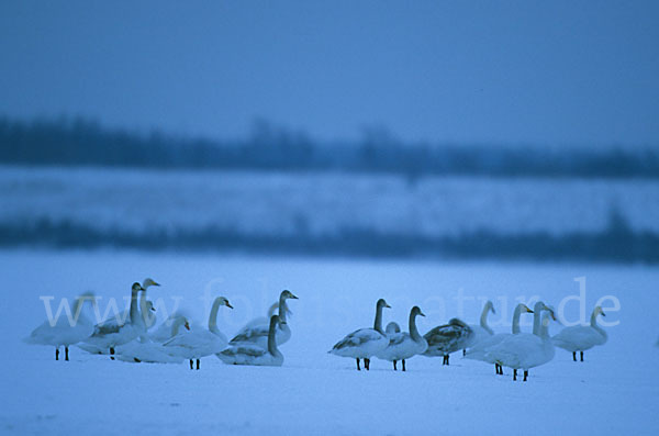 Singschwan (Cygnus cygnus)