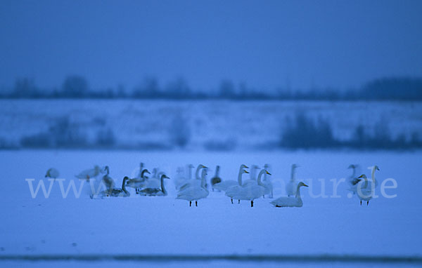 Singschwan (Cygnus cygnus)