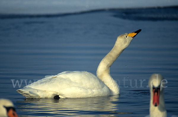 Singschwan (Cygnus cygnus)