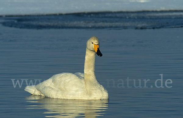 Singschwan (Cygnus cygnus)