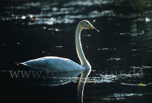 Singschwan (Cygnus cygnus)