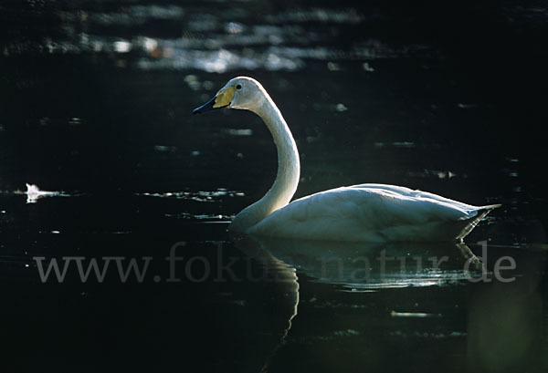 Singschwan (Cygnus cygnus)