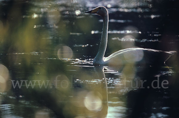 Singschwan (Cygnus cygnus)