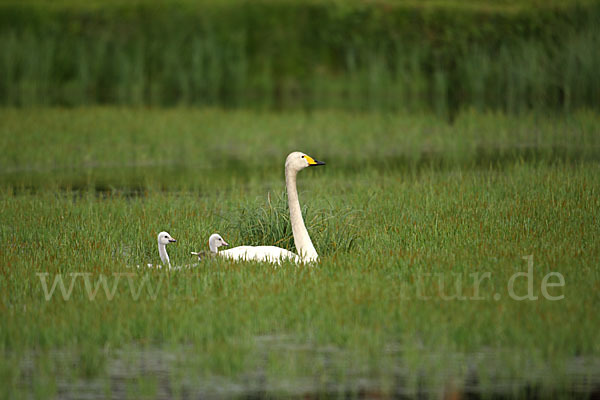 Singschwan (Cygnus cygnus)