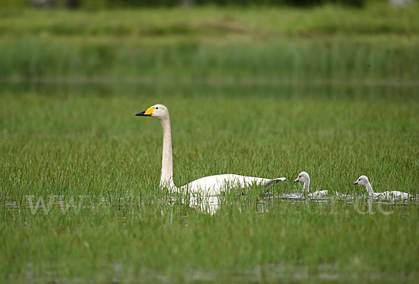 Singschwan (Cygnus cygnus)