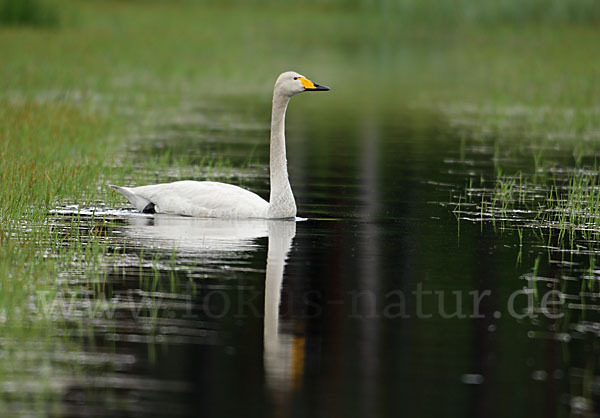 Singschwan (Cygnus cygnus)