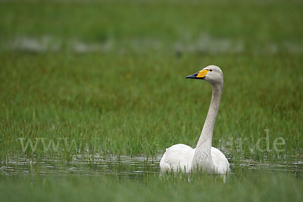 Singschwan (Cygnus cygnus)