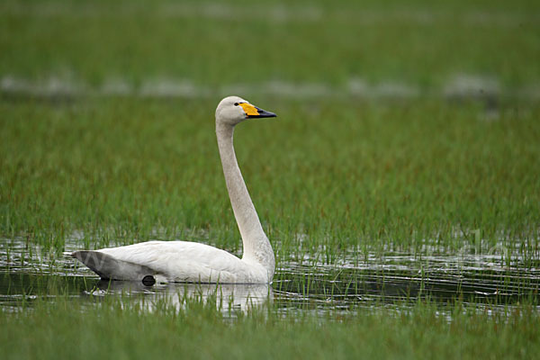 Singschwan (Cygnus cygnus)