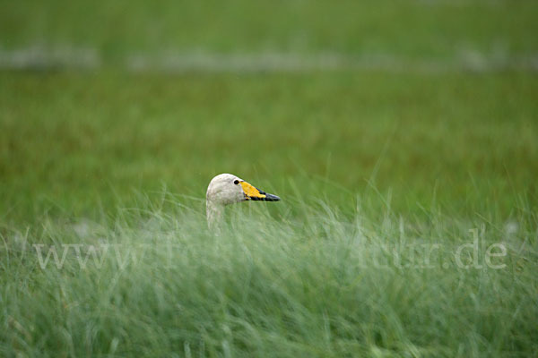 Singschwan (Cygnus cygnus)