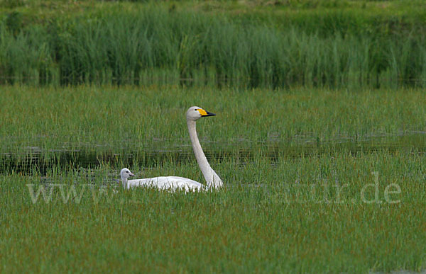 Singschwan (Cygnus cygnus)
