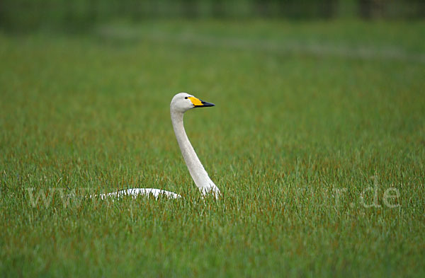 Singschwan (Cygnus cygnus)