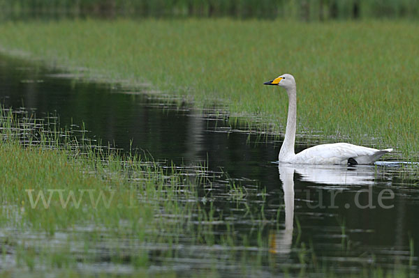 Singschwan (Cygnus cygnus)