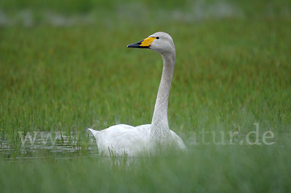 Singschwan (Cygnus cygnus)