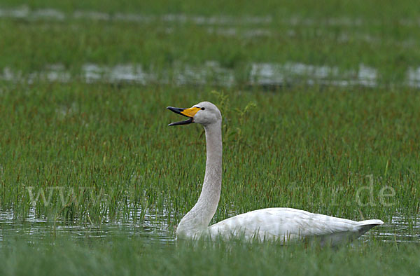 Singschwan (Cygnus cygnus)