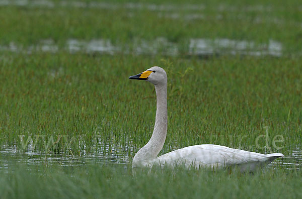 Singschwan (Cygnus cygnus)