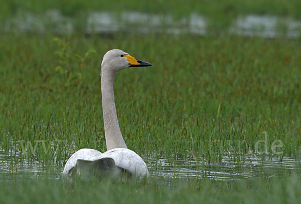 Singschwan (Cygnus cygnus)