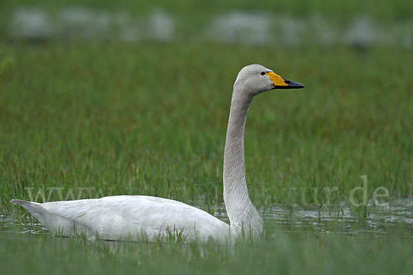 Singschwan (Cygnus cygnus)