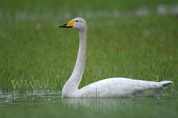 Singschwan (Cygnus cygnus)