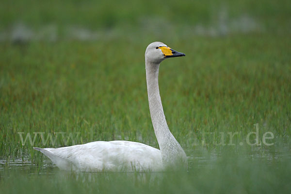 Singschwan (Cygnus cygnus)