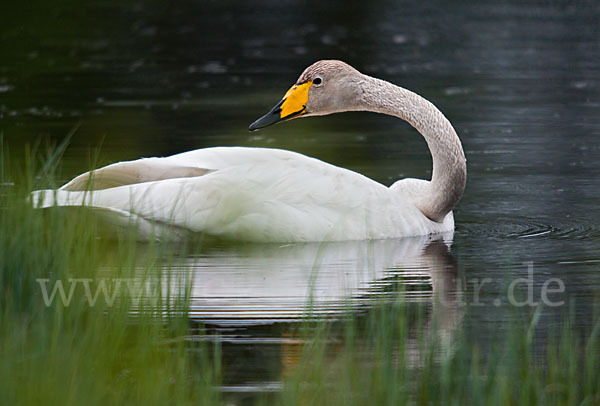 Singschwan (Cygnus cygnus)