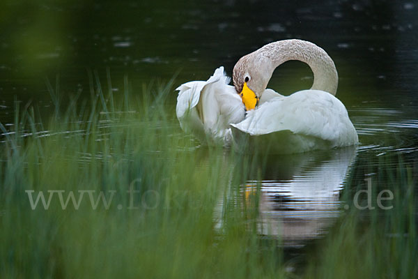 Singschwan (Cygnus cygnus)