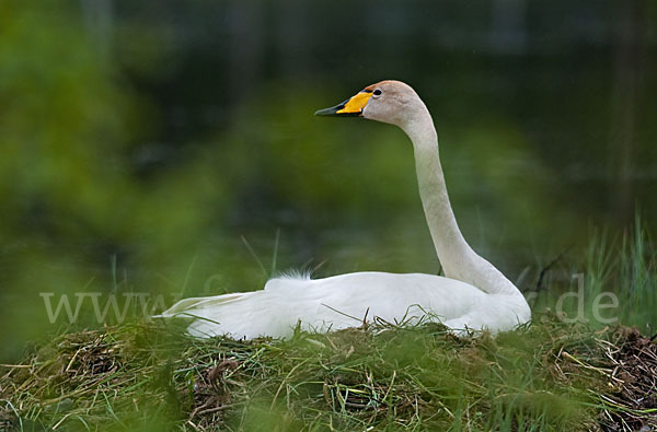 Singschwan (Cygnus cygnus)