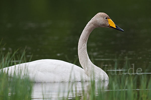 Singschwan (Cygnus cygnus)