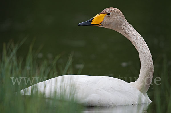 Singschwan (Cygnus cygnus)