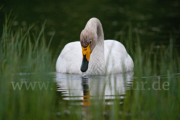 Singschwan (Cygnus cygnus)