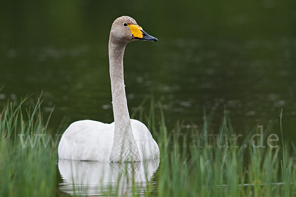 Singschwan (Cygnus cygnus)