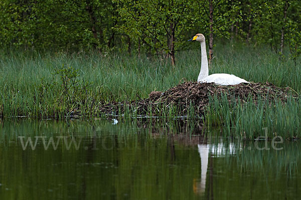 Singschwan (Cygnus cygnus)