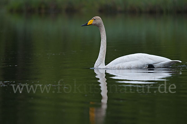 Singschwan (Cygnus cygnus)