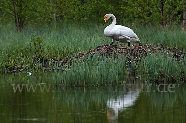 Singschwan (Cygnus cygnus)
