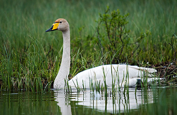 Singschwan (Cygnus cygnus)