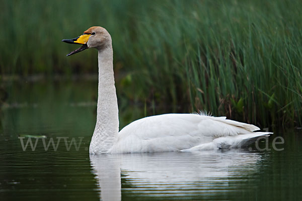 Singschwan (Cygnus cygnus)