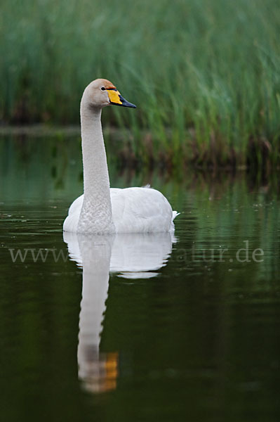 Singschwan (Cygnus cygnus)