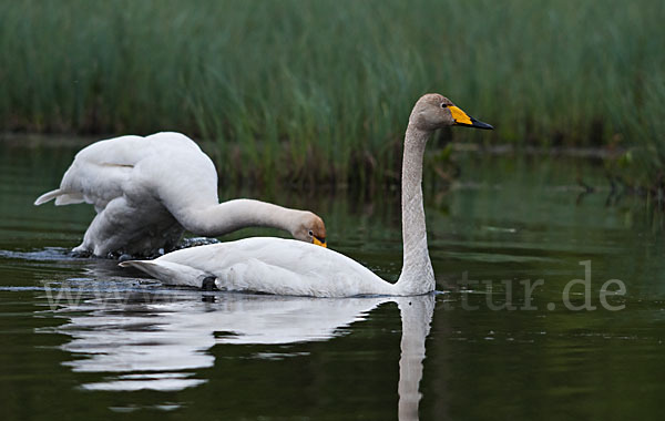 Singschwan (Cygnus cygnus)