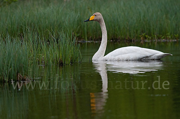 Singschwan (Cygnus cygnus)