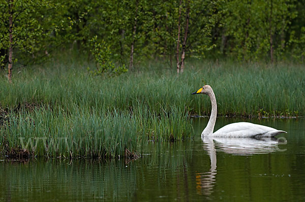 Singschwan (Cygnus cygnus)