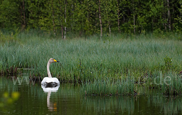 Singschwan (Cygnus cygnus)