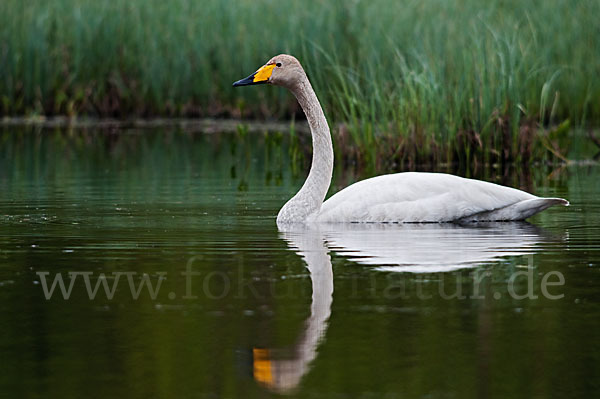 Singschwan (Cygnus cygnus)