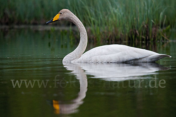 Singschwan (Cygnus cygnus)