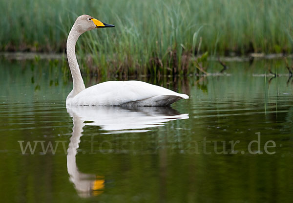 Singschwan (Cygnus cygnus)