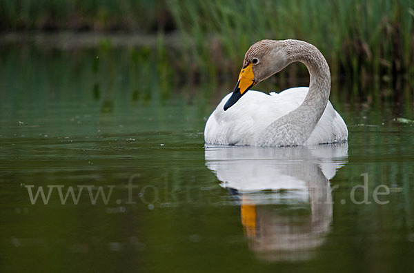 Singschwan (Cygnus cygnus)