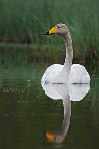 Singschwan (Cygnus cygnus)