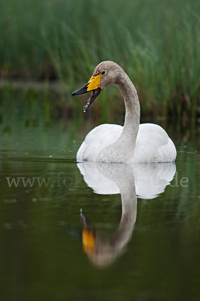 Singschwan (Cygnus cygnus)