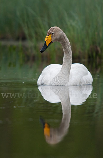 Singschwan (Cygnus cygnus)