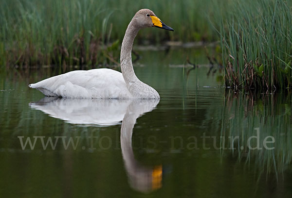 Singschwan (Cygnus cygnus)