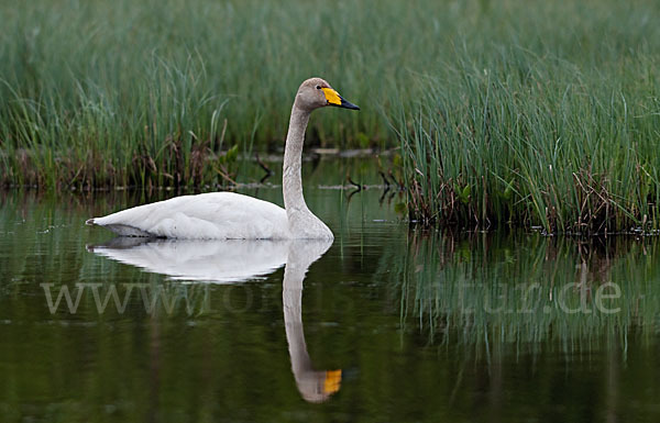 Singschwan (Cygnus cygnus)