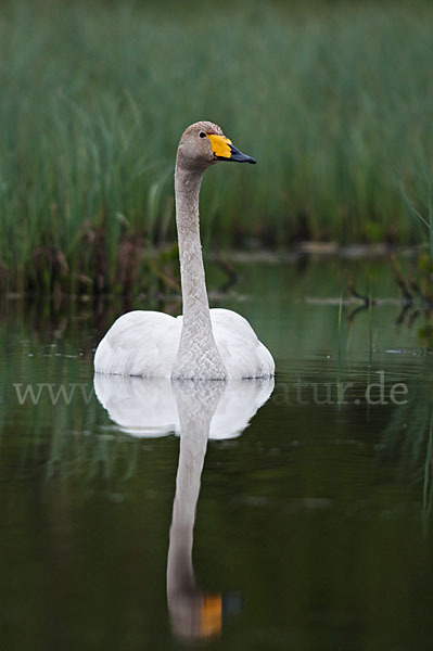 Singschwan (Cygnus cygnus)